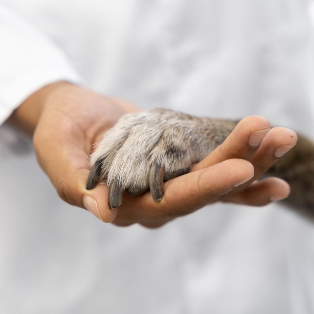 close-up-hand-holding-dog-paw